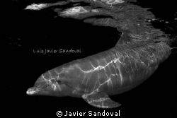 bottlenose dolphin near surface in Cozumel by Javier Sandoval 